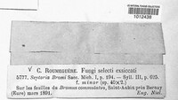 Septoria bromi image